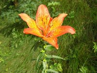 GIGLIO ROSSO - LILIUM BULBIFERUM Liliacee