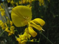 GINESTRA