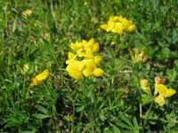 GINESTRINO - LOTUS CORNICULATOS 2
