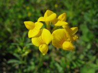 GINESTRINO - LOTUS CORNICULATOS 3