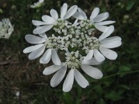 IBERIS AMARA 2