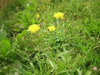 IERACIO COMUNE - HIERACIUM VULGATUM Composite g. s
