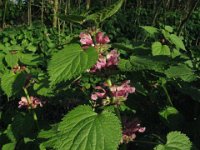 LAMIO PURPOREO - LAMIUM PURPUREUM falsa ortica Labiate apr.