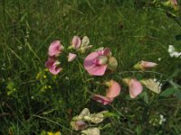 LATHIRUS SYLVESTRIS - CICERCHIONE  papilionacee