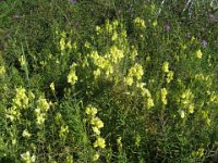 LINARIA - LINARIA VULGARIS 1 scrofulacee