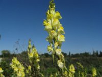 LINARIA - LINARIA VULGARIS 2