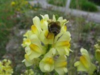 LINARIA - LINARIA VULGARIS 3