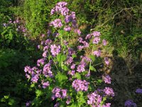 LUNARIA ANNUA - MEDAGLIONE DEL PAPA 1 Crucifere a. s