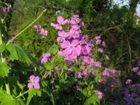 LUNARIA ANNUA - MEDAGLIONE DEL PAPA 2