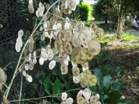 LUNARIA ANNUA - MEDAGLIONE DEL PAPA 3