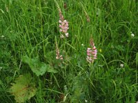 LUPINELLA - ONOBRYCHIS VICIIFOLIA Papilionacee mag. ag