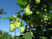 LUPPOLO - HUMULUS LUPULUS cannabacee