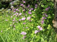 MALVA SILVESTRIS 1 Malvacee