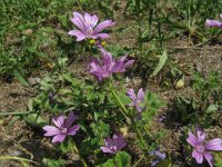 MALVA SILVESTRIS 2