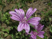 MALVA SILVESTRIS 3