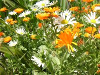 MARGHERITE e Calendule - LEUCANTHEMUM VULGARE  composite