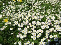 MARGHERITINA - BELLIS PERENNIS - PRATOLINA