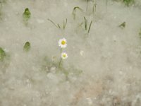 MARGHERITINE 1 TRA I PAPPI DEI PIOPPI