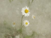 MARGHERITINE 2