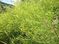 MELILOTO GIALLO - MELILOTUS INDICA Leguminose
