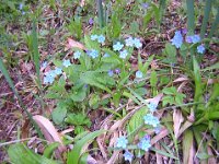 MIOSOTIDE DEI CAMPI - NON TI SCORDAR DI ME - MYOSOTIS ARVENSIS boraginacee