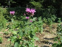 MONARDA - MONARDA DIDYMA labiate