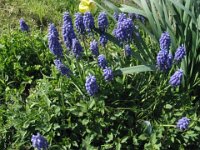 MUSCARI 1 liliacee f, mag
