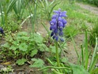 MUSCARI 2