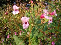 NON MI TOCCARE - IMPATIENS GLANDULIFERA Balsaminacee