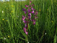ORCHIDEA 1