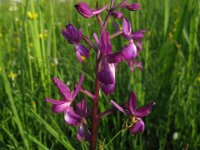 ORCHIDEA 2