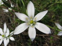 ORNITOGALLO - CIPOLLONE BIANCO - ORNITHOGALUM UMBELLATUM 2  liliacee