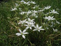 ORNITOGALO - CIPOLLONE BIANCO - ORNITHOGALUM UMBELLATUM 1 Liliacee a-g