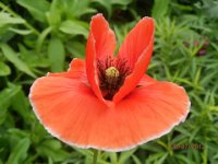 PAPAVERO -