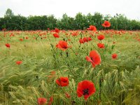 PAPAVERO - PAPAVER RHOEAS 1 Papaveracee m,g