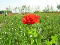 PAPAVERO - PAPAVER RHOEAS 2
