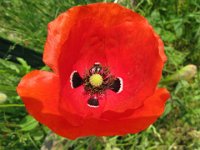 PAPAVERO - PAPAVER RHOEAS 3