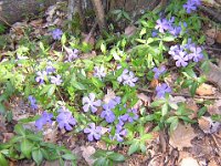 PERVINCA - VINCA MINOR 1