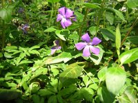 PERVINCA - VINCA MINOR 2 Apocynacee a-g