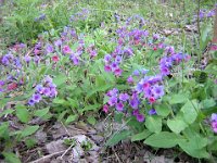 POLMONARIA - PULMONARIA OFFICINALIS 1 Boraginacee