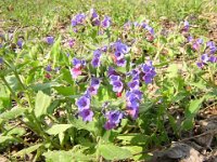 POLMONARIA - PULMONARIA OFFICINALIS 2