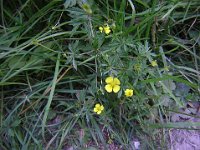 POTENTILLA . TORMENTILLA - POTENTILLA ERECTA Rosacee est