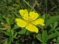 POTENTILLA CINQUEFOGLIO - POTENTILLA REPTANS 3