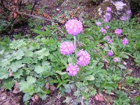 PRIMULA DENTICULATA Primulacee