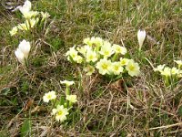PRIMULA E CROCUS