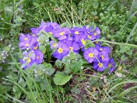 PRIMULA POLYANTHUS