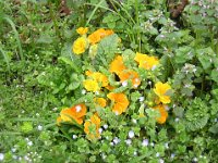 PRIMULA VERIS