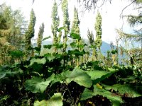 RABARBARO - RHEUM RHAPONTICUM  Ploligonacee