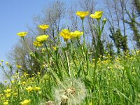 RANUNCOLI - RANUNCULUS FICARIA 1 Ranuncolacee