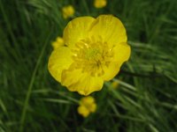 RANUNCOLO - RANUNCULUS FICARIA 2